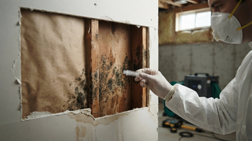 Trichothecenes: The Black Mold Toxin Family