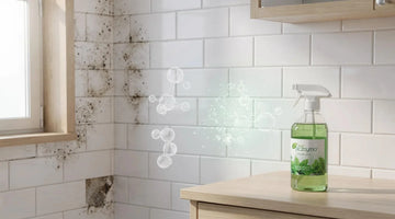 Eco-Friendly Mold Removal with Enzymes